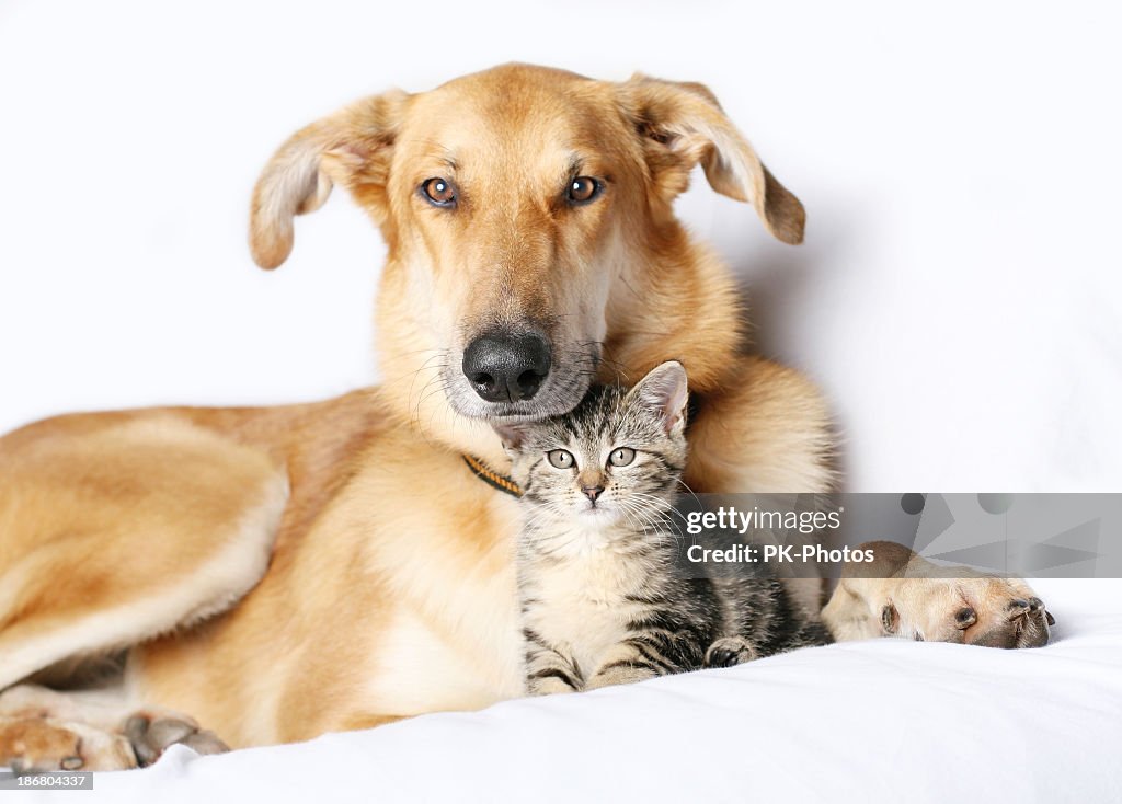 Dog and kitten snuggling together