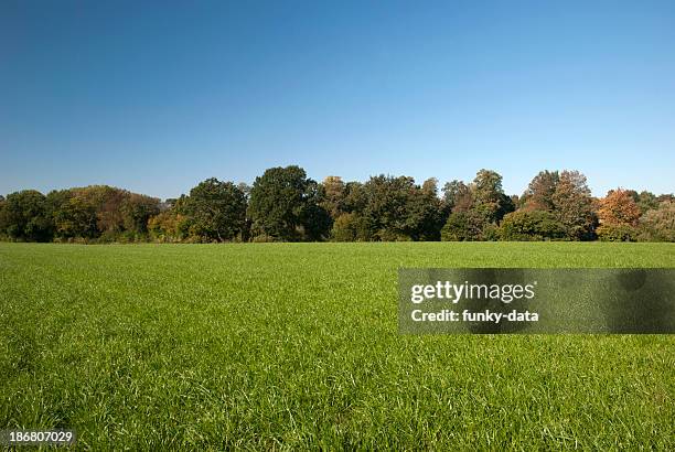 ländliche frühling ambiente - grasland stock-fotos und bilder