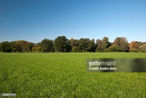 rural spring setting - grass area stock pictures, royalty-free photos & images