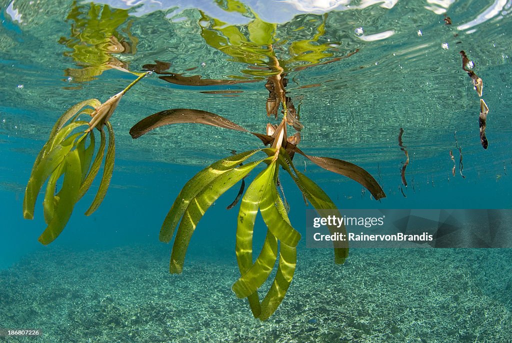 Floating sea grass