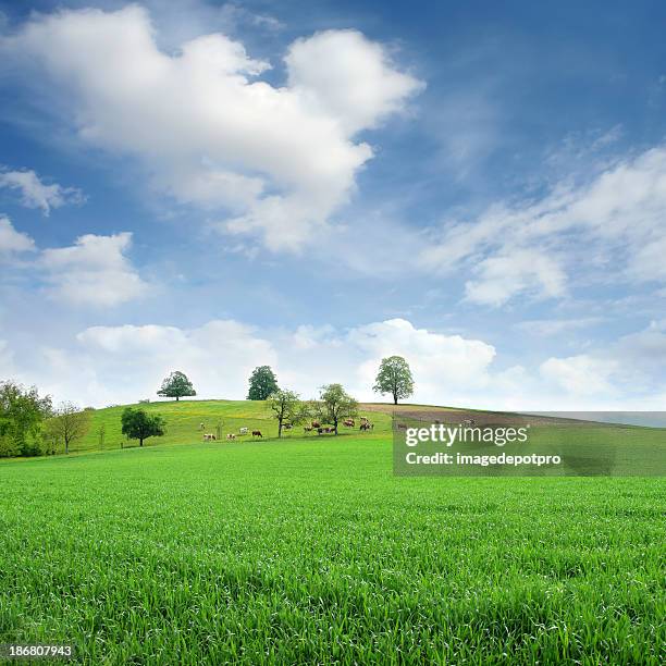 countryside - spotted cow stock pictures, royalty-free photos & images