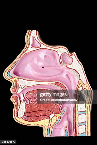 sinus and nasal anatomy on black background - human mouth stock pictures, royalty-free photos & images