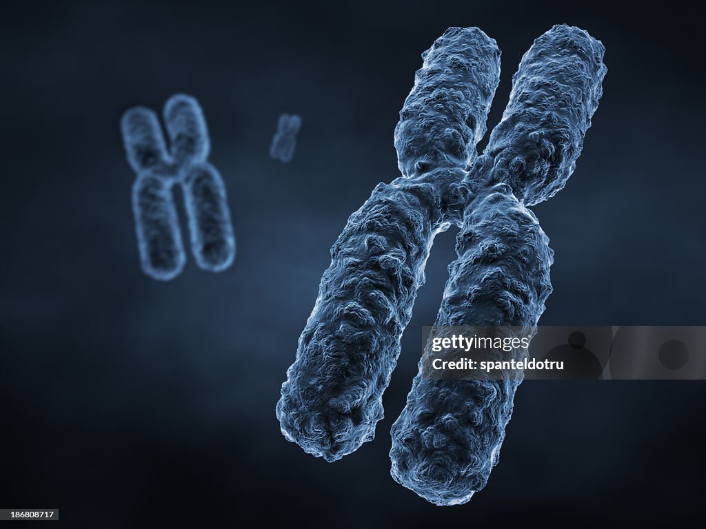 Chromosome