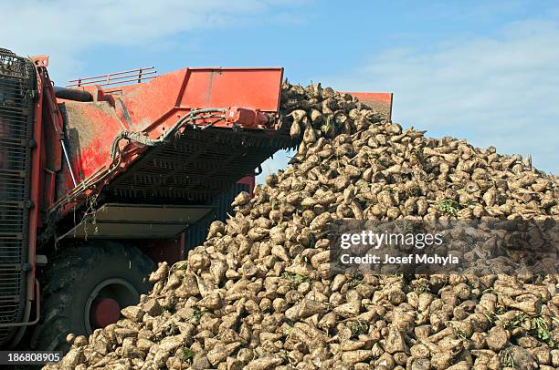 sugar beet - sugar beet stock pictures, royalty-free photos & images