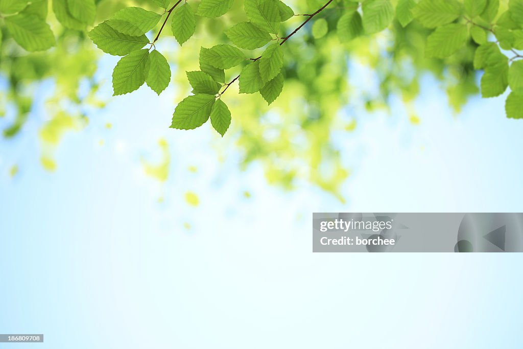 Novo verde folhas