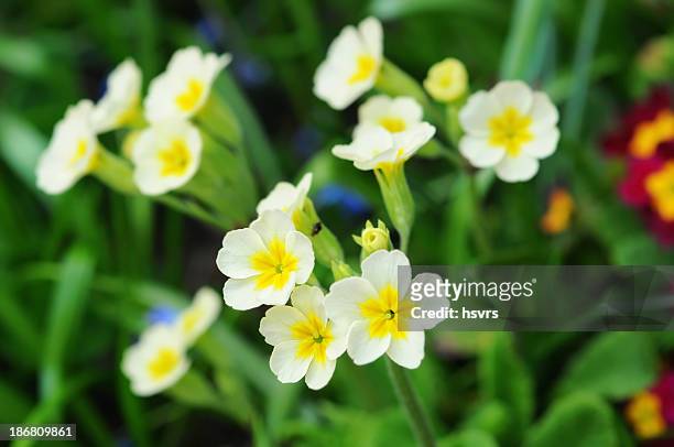 white yellow primrose (primula) - primrose stock pictures, royalty-free photos & images