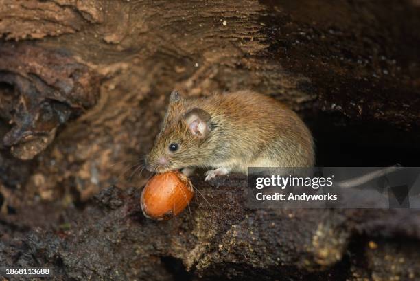 cute bank vole (clethrionomys glareolus) - volea stock pictures, royalty-free photos & images