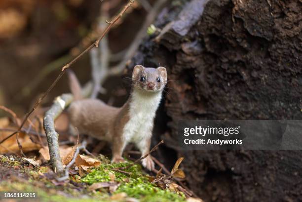 cute least weasel (mustela nivalis) - mustela erminea stock pictures, royalty-free photos & images