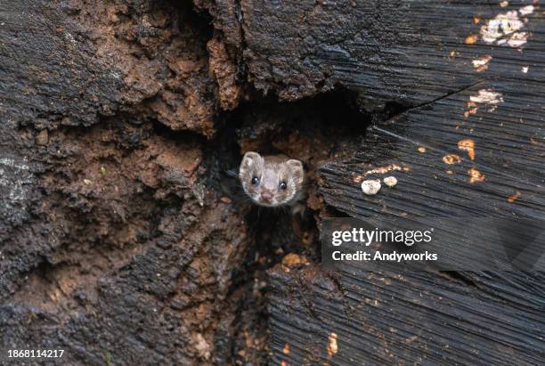 comadreja linda (mustela nivalis) - turón fotografías e imágenes de stock