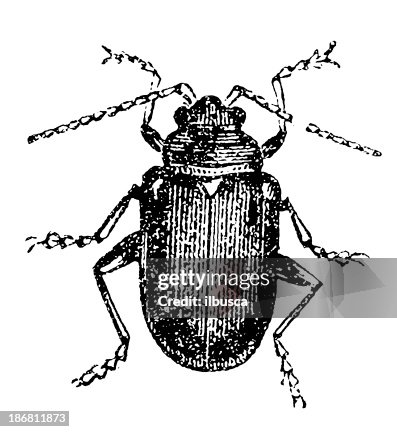 Leaf Beetle (Altica Oleracea) Leaf Beetle (Altica Oleracea)