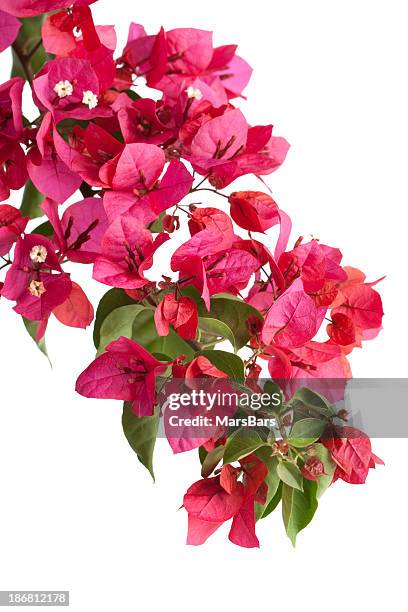 bougainvillea (isolated) - bougainvillea stock pictures, royalty-free photos & images