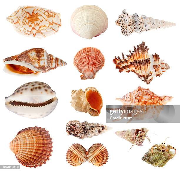 seashells conjunto isolado em fundo branco - concha de amêijoa imagens e fotografias de stock