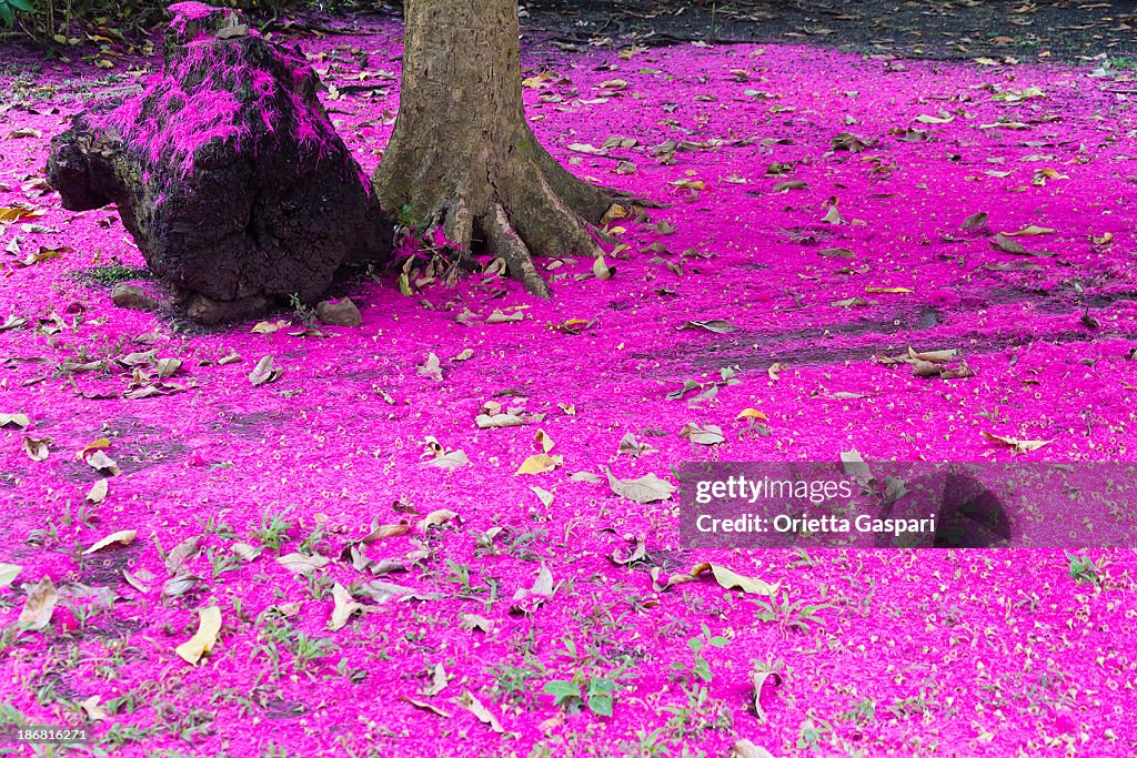 Syzygium Malaccense