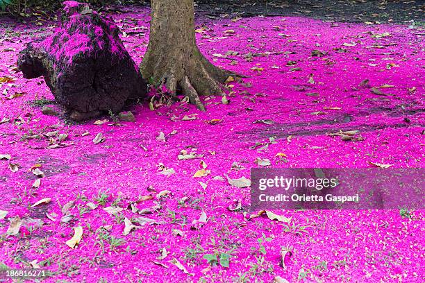 syzygium malaccense - st vincent foto e immagini stock