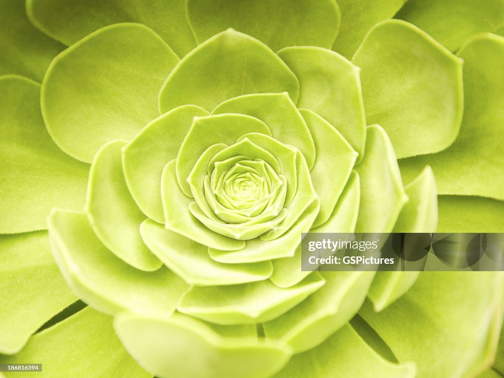 Close-up de verde Suculenta