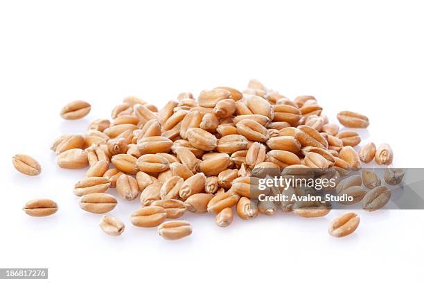 wheat grain - whole wheat stock pictures, royalty-free photos & images