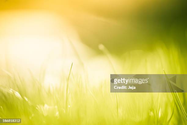 blades of grass in the field. - kweekgras stockfoto's en -beelden