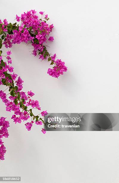 bougainvilleas in bodrum - bougainvillea stock pictures, royalty-free photos & images