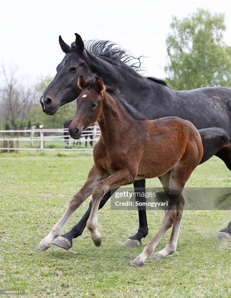 Stute und Fohlen galloping Ihre