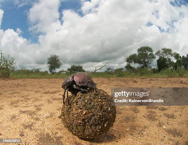 halbkugeliger käfer mit dungball, weitwinkel - dung beetle stock-fotos und bilder