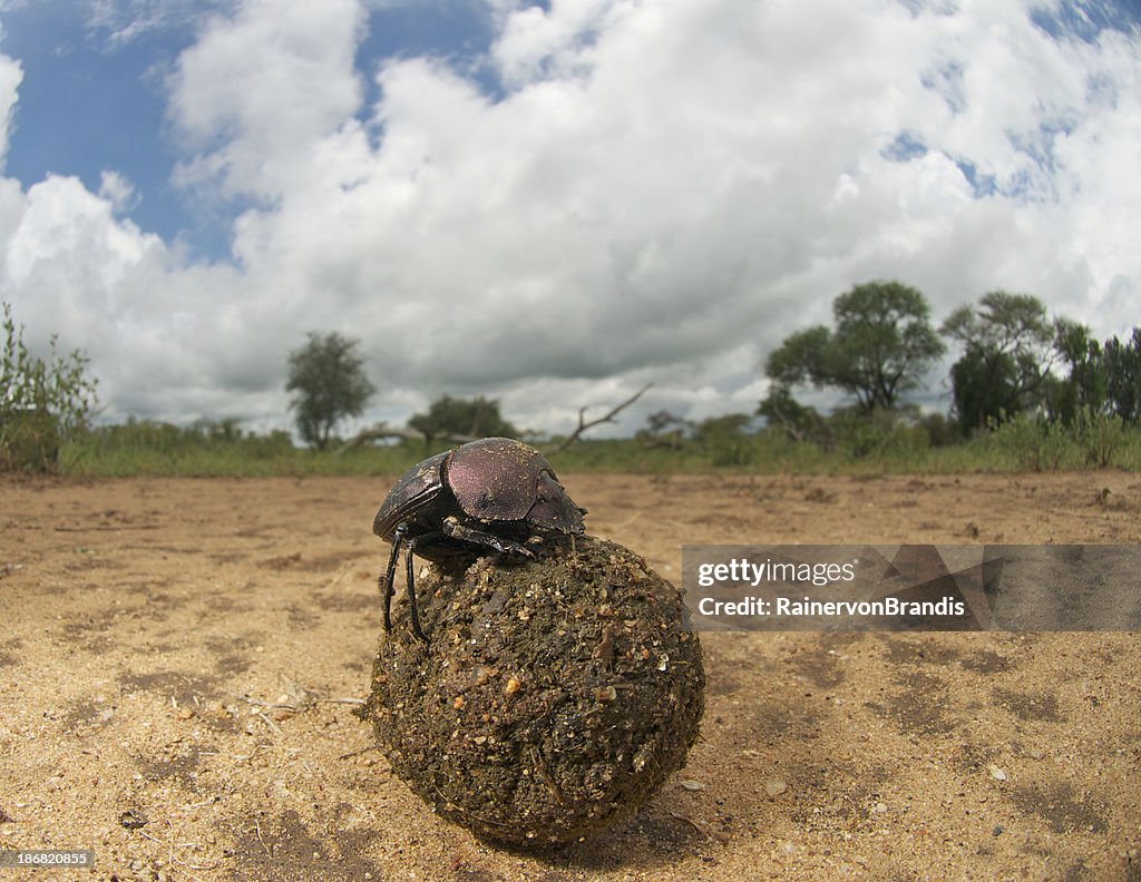 Dung beetle with dungball, wide angle