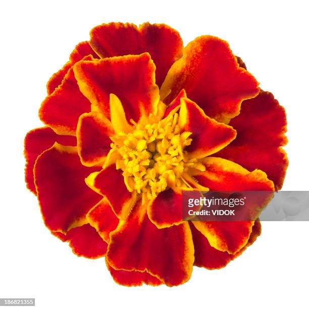 vivid red marigold isolated on white - marigold stock pictures, royalty-free photos & images