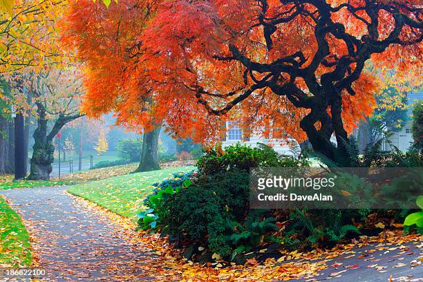 japanese maple street portland - portland oregon stock pictures, royalty-free photos & images