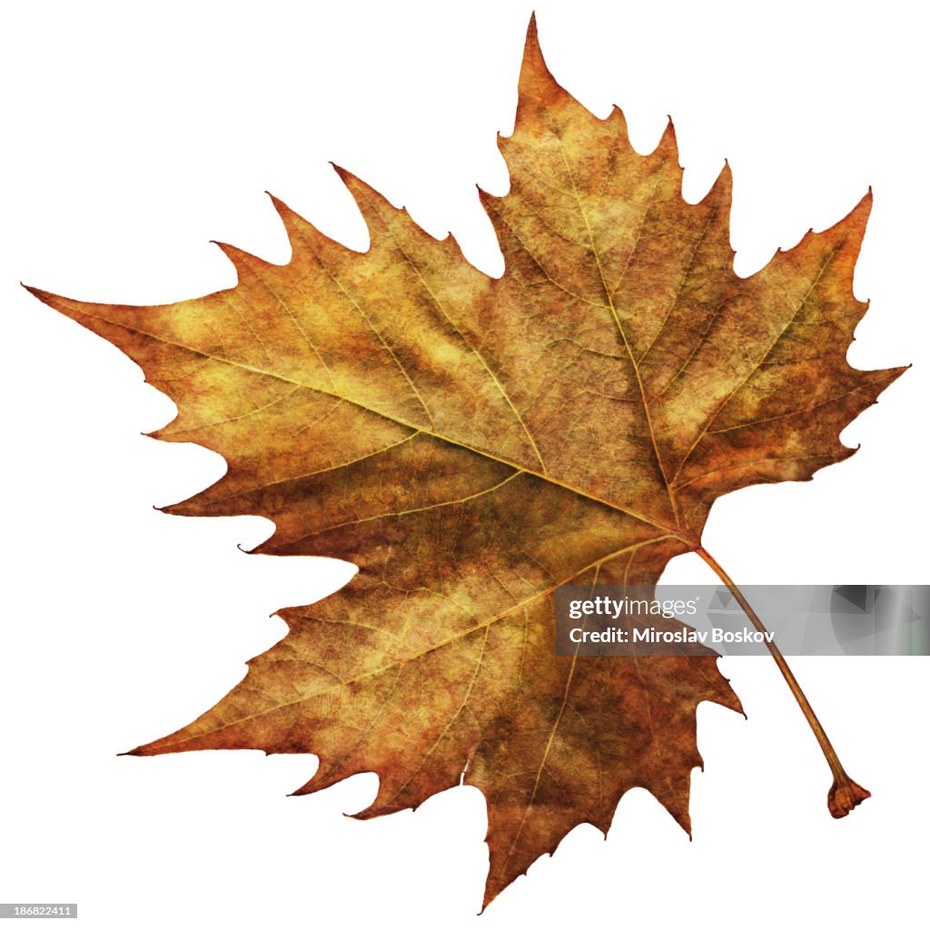 De alta resolução isolada de folhas de Maple outono seco