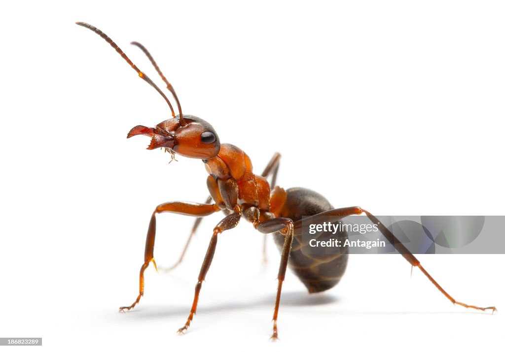 Hormiga