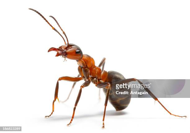 hormiga - insect fotografías e imágenes de stock