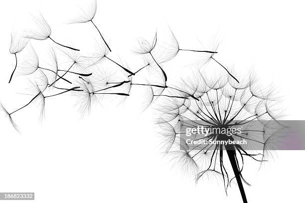 dandelion - dandelion isolated stock pictures, royalty-free photos & images