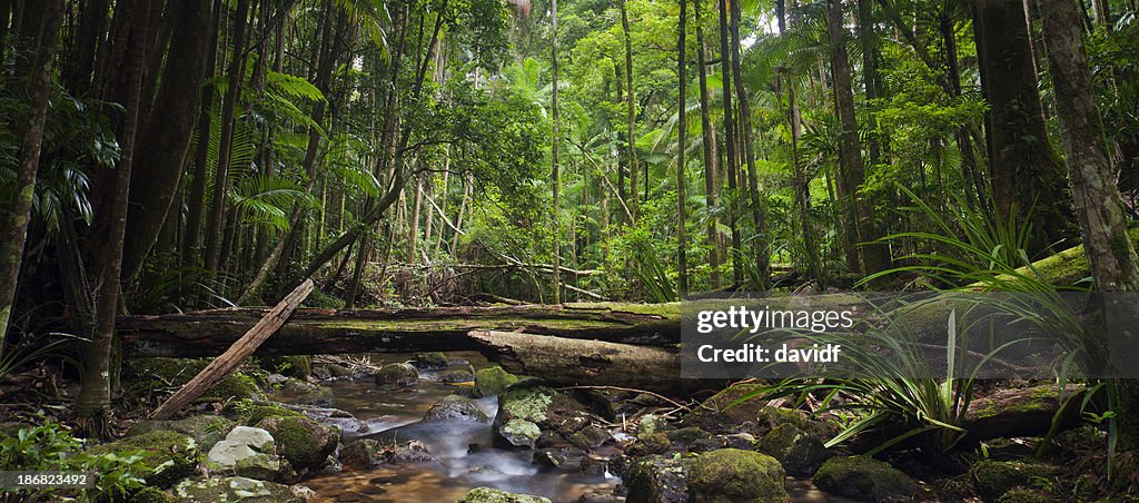 Wild Regenwald Panorama