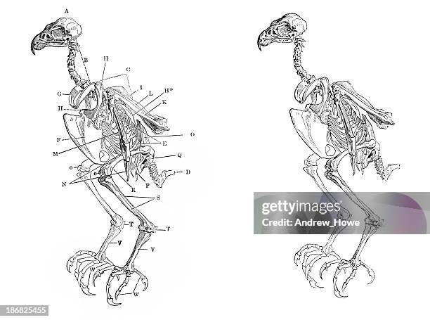 ilustraciones, imágenes clip art, dibujos animados e iconos de stock de esqueleto de hawk - esqueleto de animal