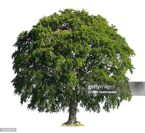 tree - single tree stock pictures, royalty-free photos & images