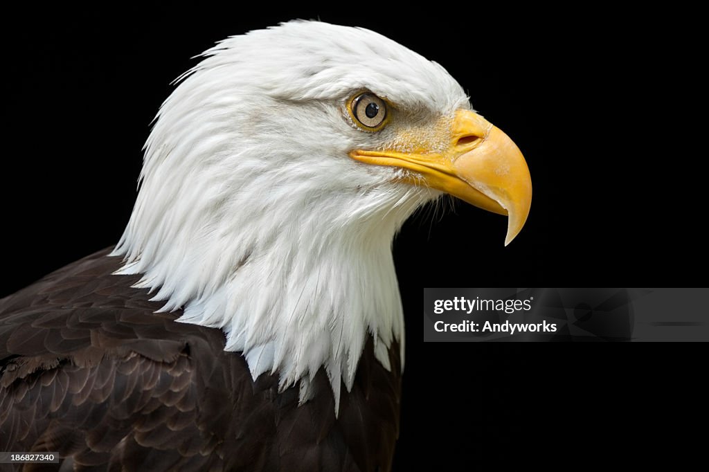 A profile of a bald eagle on a black background