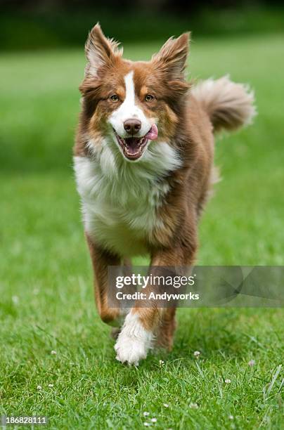 australian shepherd running - australische herder stockfoto's en -beelden