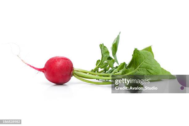 radish - radijs stockfoto's en -beelden