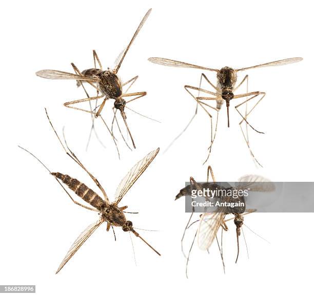 mosquito - mosquito stock pictures, royalty-free photos & images