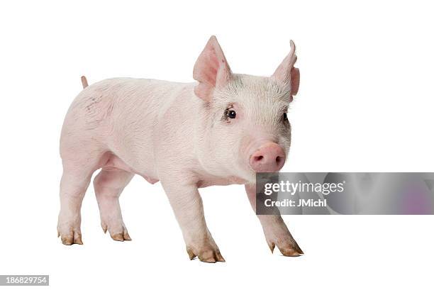 piglet looking at camera standing on white background. - piglet stock pictures, royalty-free photos & images