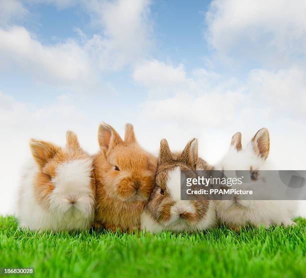 vier baby-hasen - adorable bunnies stock-fotos und bilder