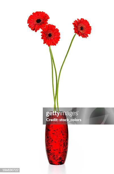 red gänseblümchen - flowers vase stock-fotos und bilder