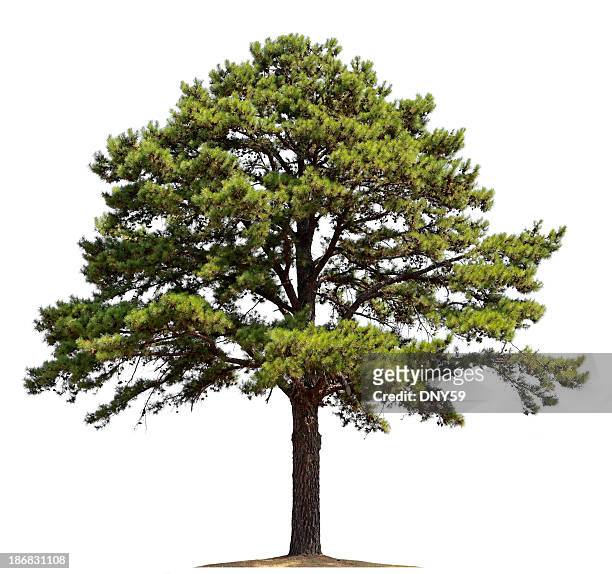 パインツリー - pine ストックフォトと画像