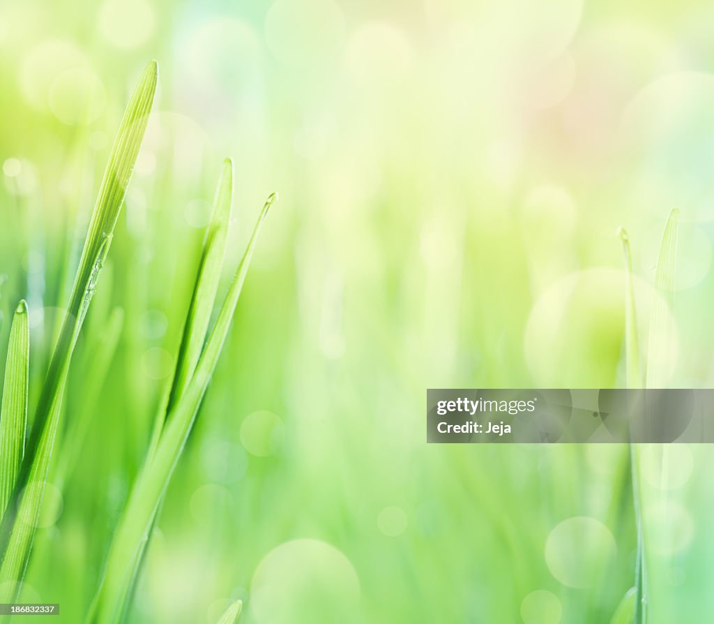 Blades of grass with bokeh lights in the morning