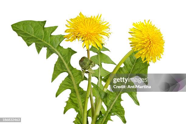 blooming dandelions isolated on white - dandelion stock pictures, royalty-free photos & images