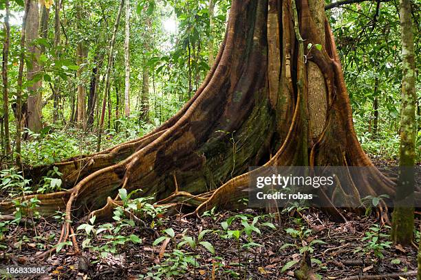 Butressed Trees Buttress Tree Photos and Premium High Res Pictures - Getty Images