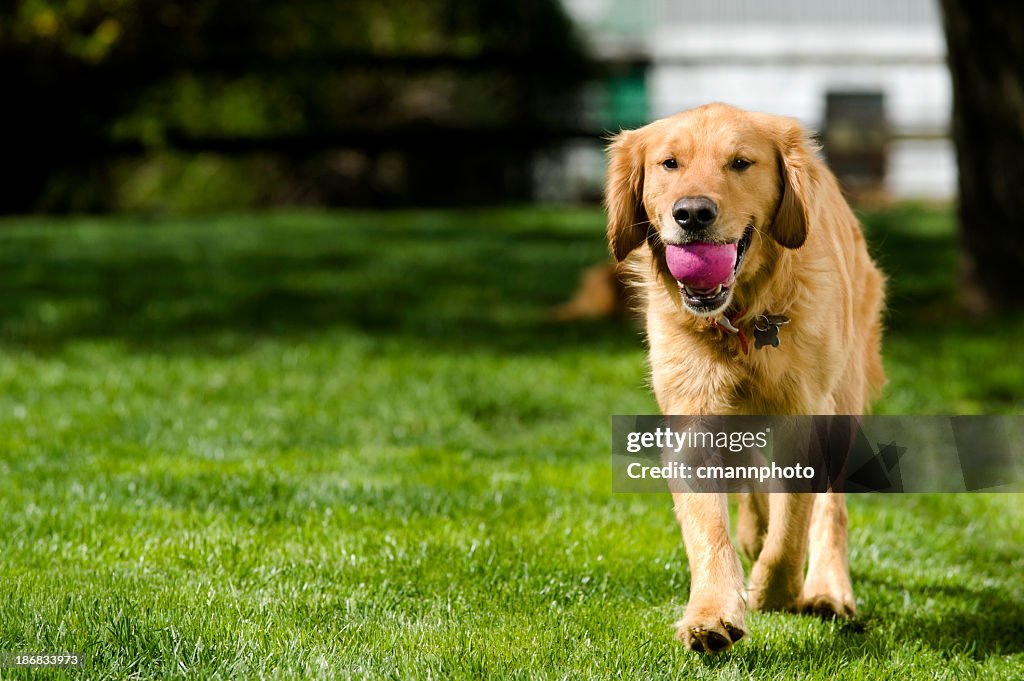 Dog playing Fetch in yard - Golden Retriever