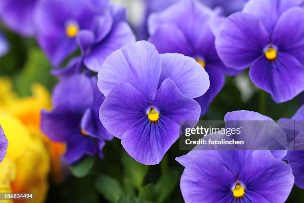 pansies - blue flowers stock pictures, royalty-free photos & images