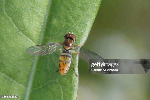 Margined Calligrapher hoverfly is hovering over a leaf in Markham, Ontario, Canada, on July 18, 2023.