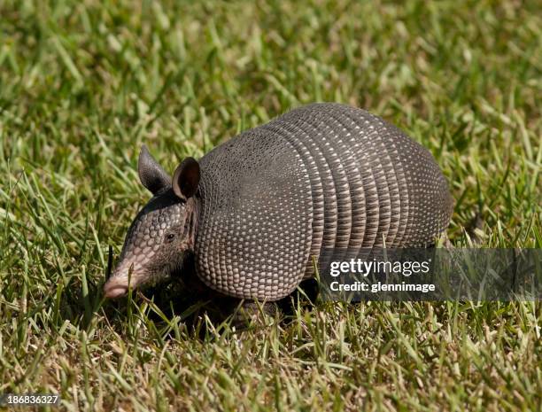 armadillo in the grass - armadillo 個照片及圖片檔