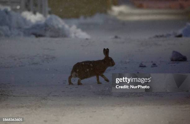 61 Rabbit Tracks In Snow Stock Photos, High-Res Pictures, and Images ...